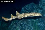 orectolobus maculatus orectolobus maculatus