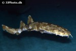 orectolobus maculatus orectolobus maculatus