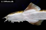 orectolobus maculatus orectolobus maculatus