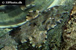 orectolobus ornatus orectolobus ornatus