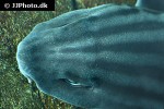 poroderma africanum poroderma africanum