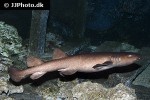 pseudoginglymostoma brevicaudatum pseudoginglymostoma brevicaudatum