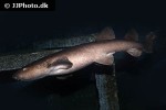 pseudoginglymostoma brevicaudatum pseudoginglymostoma brevicaudatum
