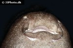 pseudoginglymostoma brevicaudatum pseudoginglymostoma brevicaudatum