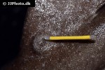 pseudoginglymostoma brevicaudatum pseudoginglymostoma brevicaudatum