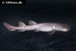 pseudoginglymostoma brevicaudatum pseudoginglymostoma brevicaudatum