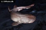 pseudoginglymostoma brevicaudatum pseudoginglymostoma brevicaudatum
