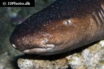 pseudoginglymostoma brevicaudatum pseudoginglymostoma brevicaudatum