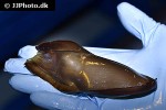 pseudoginglymostoma brevicaudatum pseudoginglymostoma brevicaudatum
