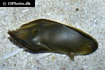 pseudoginglymostoma brevicaudatum pseudoginglymostoma brevicaudatum