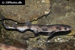 scyliorhinus canicula scyliorhinus canicula