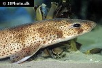 scyliorhinus canicula scyliorhinus canicula
