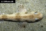 scyliorhinus canicula scyliorhinus canicula