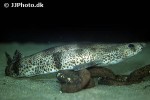 scyliorhinus canicula scyliorhinus canicula
