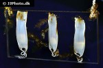 scyliorhinus canicula scyliorhinus canicula