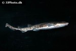 scyliorhinus stellaris scyliorhinus stellaris