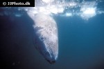 somniosus microcephalus somniosus microcephalus