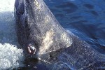 somniosus microcephalus somniosus microcephalus