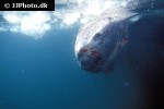somniosus microcephalus somniosus microcephalus