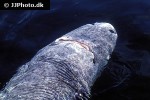 somniosus microcephalus somniosus microcephalus