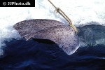 somniosus microcephalus somniosus microcephalus