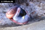 somniosus microcephalus somniosus microcephalus