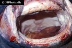somniosus microcephalus somniosus microcephalus