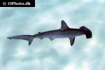sphyrna lewini sphyrna lewini