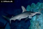 sphyrna lewini sphyrna lewini