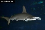 sphyrna lewini sphyrna lewini