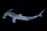 sphyrna lewini sphyrna lewini