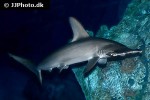 sphyrna lewini sphyrna lewini