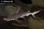 sphyrna tiburo sphyrna tiburo