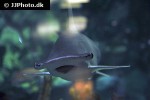 sphyrna tiburo sphyrna tiburo