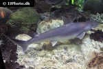 sphyrna tiburo sphyrna tiburo