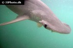 sphyrna tiburo sphyrna tiburo