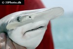 sphyrna tiburo sphyrna tiburo