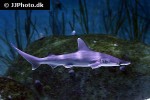 sphyrna tiburo sphyrna tiburo