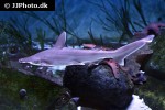 sphyrna tiburo sphyrna tiburo
