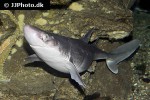 squalus acanthias squalus acanthias