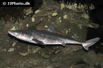 squalus acanthias squalus acanthias