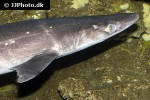 squalus acanthias squalus acanthias