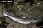 squalus acanthias squalus acanthias