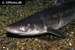 squalus acanthias squalus acanthias
