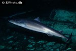 squalus acanthias squalus acanthias