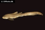 stegostoma cf fasciatum stegostoma cf fasciatum