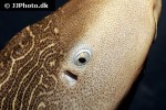stegostoma cf fasciatum stegostoma cf fasciatum