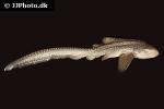 stegostoma cf fasciatum stegostoma cf fasciatum
