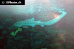 stegostoma fasciatum stegostoma fasciatum