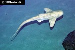 stegostoma fasciatum stegostoma fasciatum